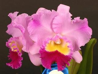 Rhyncholaeliocattleya Izumi Dream 'Fascination' SM/JOGAの画像