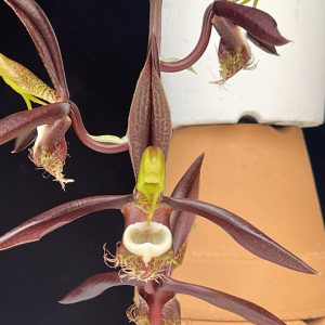 Catasetum saccatumの画像