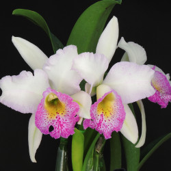 Rby.Cool Dinosaur 'Spotted Lip' BM/JGP