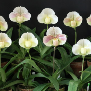 Paph. Galaxy Stoneの画像