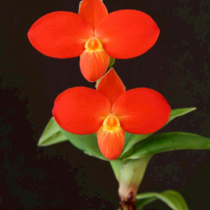 Phrag.　besseaeの画像