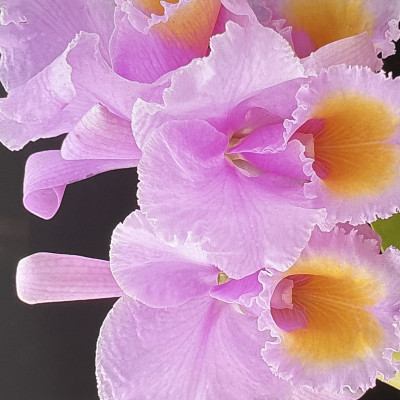 Thai Hanajima`s OrchidsCo., Ltd,