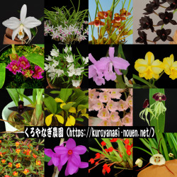 くろやなぎ農園