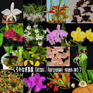 くろやなぎ農園