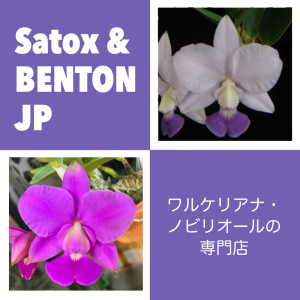Satox&amp;BENTON JP